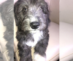 Small Photo #3 Aussiedoodle Miniature  Puppy For Sale in GOSHEN, IN, USA