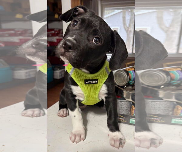 Medium Photo #3 Mutt Puppy For Sale in Clarkston, MI, USA