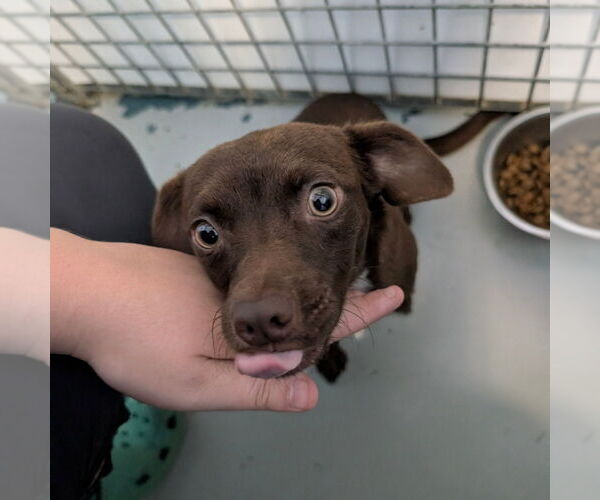 Medium Photo #1 - Mix Puppy For Sale in Chico, CA, USA