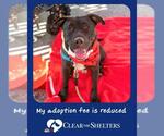 Small #4 Staffordshire Bull Terrier Mix
