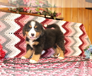 Bernese Mountain Dog Puppy for sale in SHILOH, OH, USA