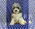 Small Photo #5 Cavapoo Puppy For Sale in KINZERS, PA, USA