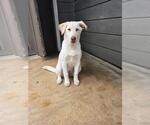 Small Siberian Husky Mix