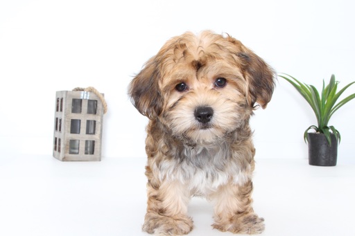 Medium Photo #1 Yo-Chon-Yorkshire Terrier Mix Puppy For Sale in NAPLES, FL, USA