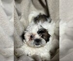 Small #5 Shih Tzu