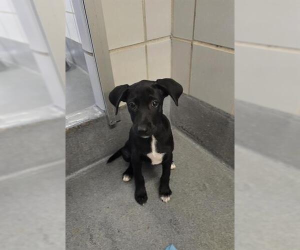 Medium Photo #1 Labrador Retriever-Unknown Mix Puppy For Sale in San Antonio, TX, USA