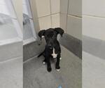 Small Labrador Retriever Mix