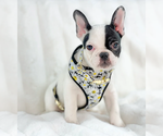 Puppy Lucky French Bulldog