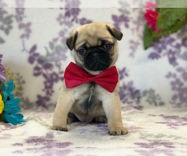 Medium Photo #1 Pug Puppy For Sale in LANCASTER, PA, USA