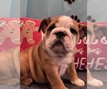 Small #4 Bulldog