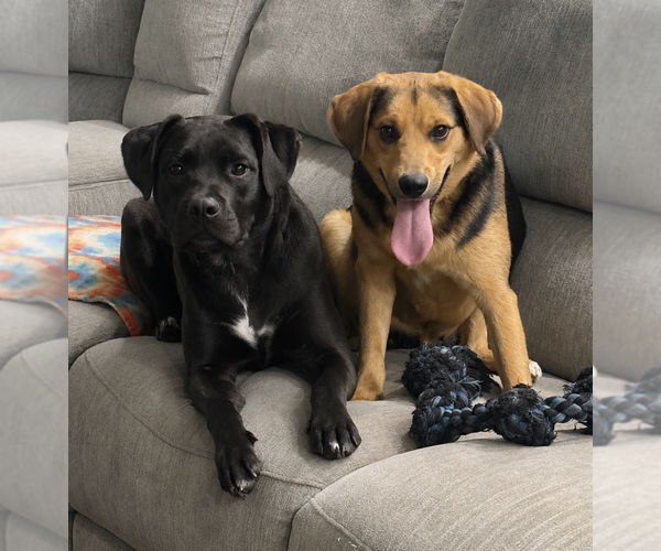Medium Photo #2 Labrador Retriever-Unknown Mix Puppy For Sale in Plainfield, IL, USA