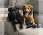 Small #1 Labrador Retriever Mix