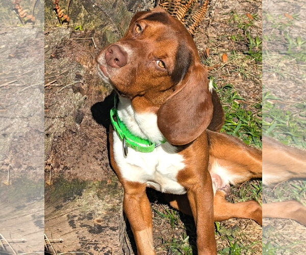 Medium Photo #2 Beagle Puppy For Sale in Dunnellon, FL, USA