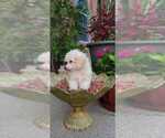Small Photo #3 Poodle (Toy) Puppy For Sale in BRONX, NY, USA