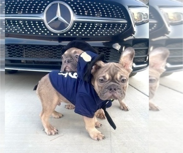 Medium Photo #4 French Bulldog Puppy For Sale in ATLANTA, GA, USA