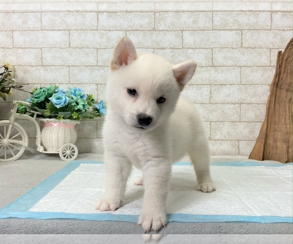 Medium Photo #5 Shiba Inu Puppy For Sale in BEVERLY HILLS, CA, USA