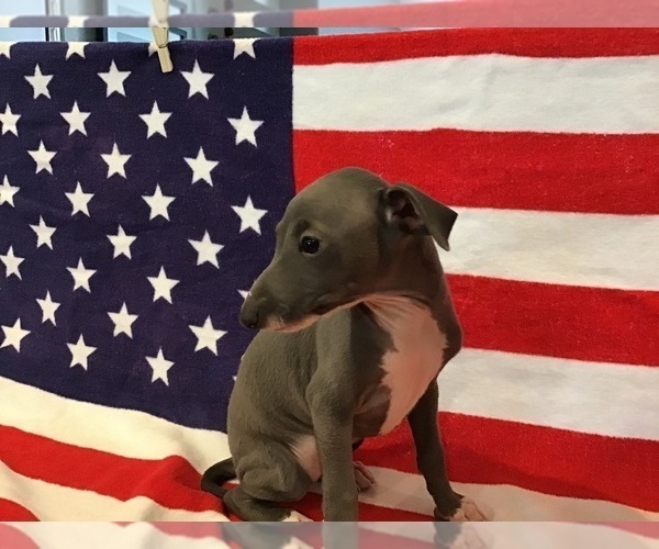 Medium Photo #6 Italian Greyhound Puppy For Sale in LAS VEGAS, NV, USA