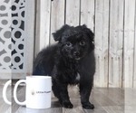 Small Photo #3 Pomeranian-Poodle (Toy) Mix Puppy For Sale in MOUNT VERNON, OH, USA