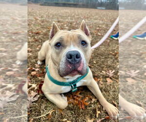Venus - Female American Staffordshire Terrier Dog for Adoption - Photo #10