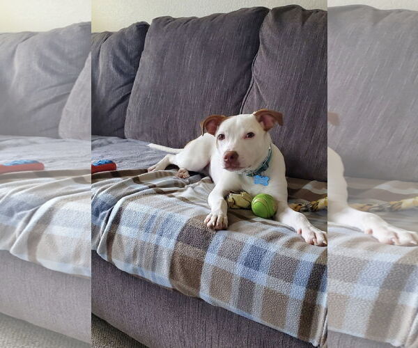 Medium Photo #7 Mutt Puppy For Sale in Sheboygan, WI, USA