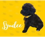 Small #2 Portuguese Water Dog
