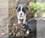 Small #3 Boston Terrier