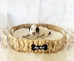 Small #6 Dachshund