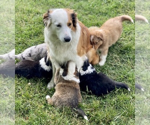 Australian Shepherd-English Shepherd Mix Puppy for sale in MYERSDALE, PA, USA