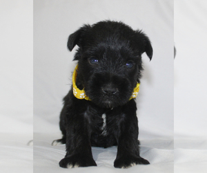 Schnauzer (Miniature) Puppy for sale in BROOKSVILLE, FL, USA