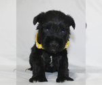 Image preview for Ad Listing. Nickname: Stormy