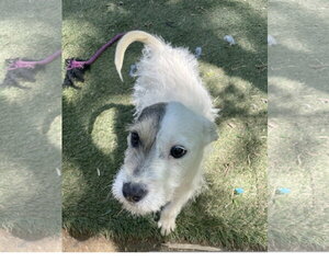 Mutt Dogs for adoption in Tracy City, TN, USA