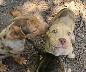 Catahoula Bulldog Puppy for sale in MIAMI BEACH, FL, USA