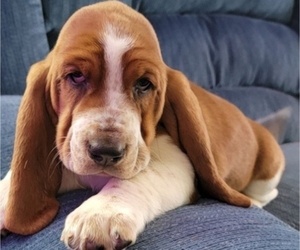 Basset Hound Puppy for sale in GREENLEAF, WI, USA