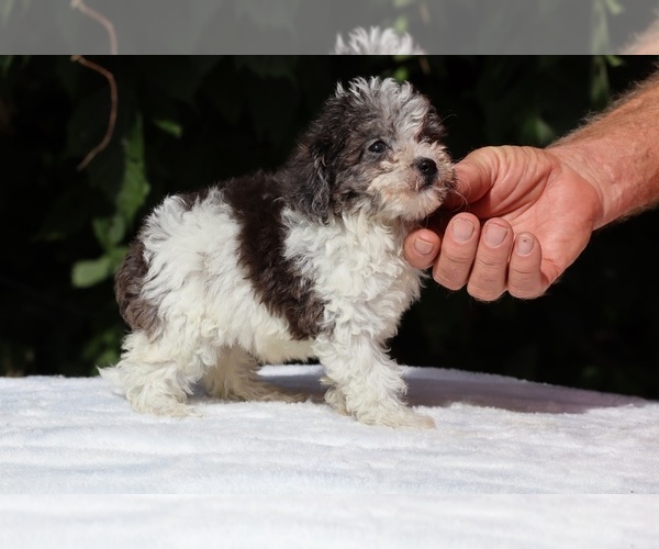 Medium Photo #9 Goldendoodle (Miniature) Puppy For Sale in DYERSBURG, TN, USA