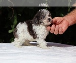 Small #8 Goldendoodle (Miniature)