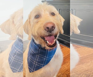Irish Wolfhound-Poodle (Standard) Mix Dogs for adoption in Germantown, OH, USA