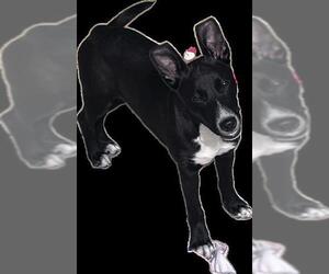 Labrador Retriever-Unknown Mix Dogs for adoption in San Antonio, TX, USA