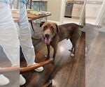 Small #7 Chocolate Labrador retriever-Great Dane Mix