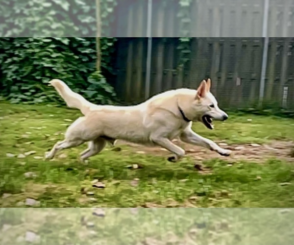 Medium Photo #1 German Shepherd Dog Puppy For Sale in EVANSVILLE, IN, USA