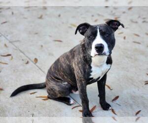 American Pit Bull Terrier Dogs for adoption in Charlotte, NC, USA