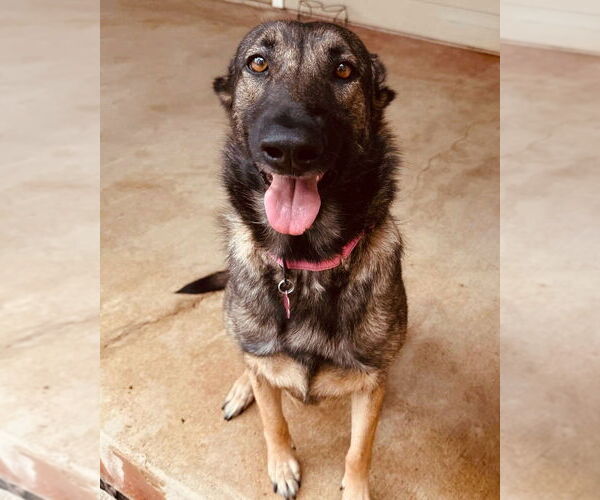 Medium Photo #1 German Shepherd Dog Puppy For Sale in Houston, TX, USA