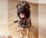 Small German Shepherd Dog