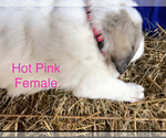 Small Photo #13 Great Pyrenees Puppy For Sale in LINCOLN, MI, USA