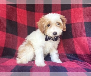 Cavapoo Puppy for sale in LAKELAND, FL, USA