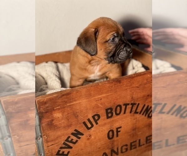 Medium Photo #3 Muscle Mastiff Puppy For Sale in RAMONA, CA, USA