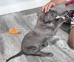 Puppy Puppy 3 American Bully