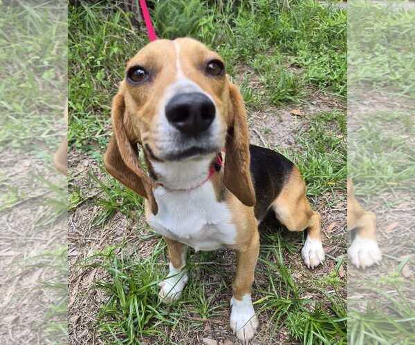 Medium Photo #10 Beagle Puppy For Sale in Dunnellon, FL, USA