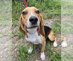 Small #9 Beagle