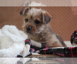 Small Photo #6 Morkie Puppy For Sale in LUDLOW, MO, USA