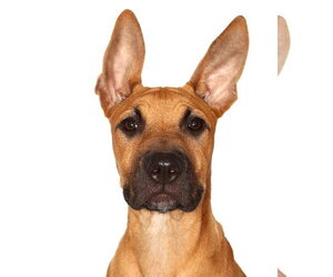 Mutt Dogs for adoption in Oakland Park, FL, USA